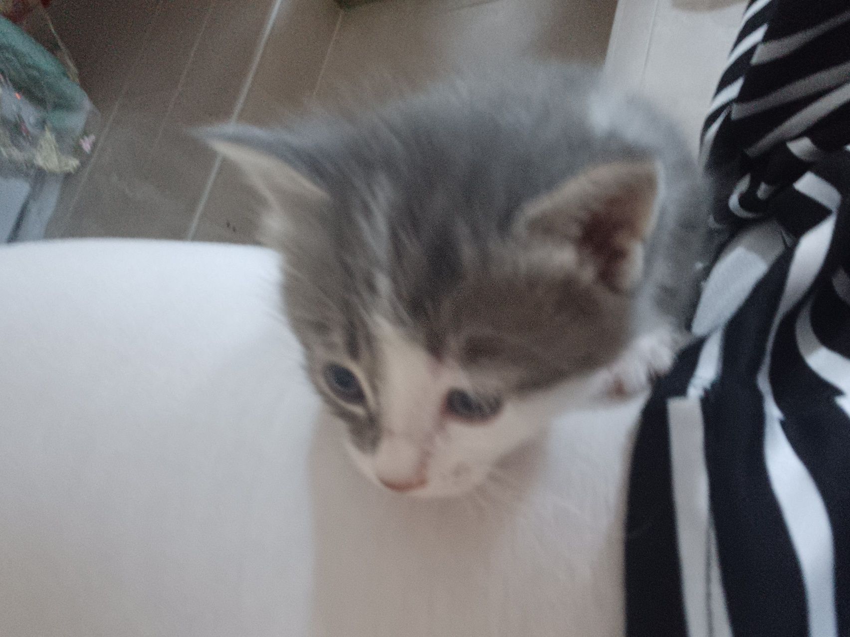 Кошка продаётся ей 1 месяц