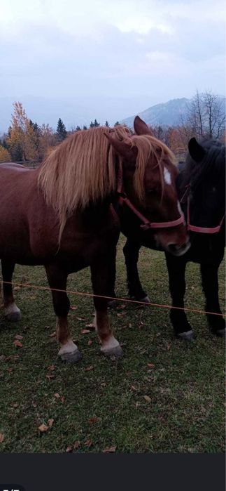 Vând iapă garantată