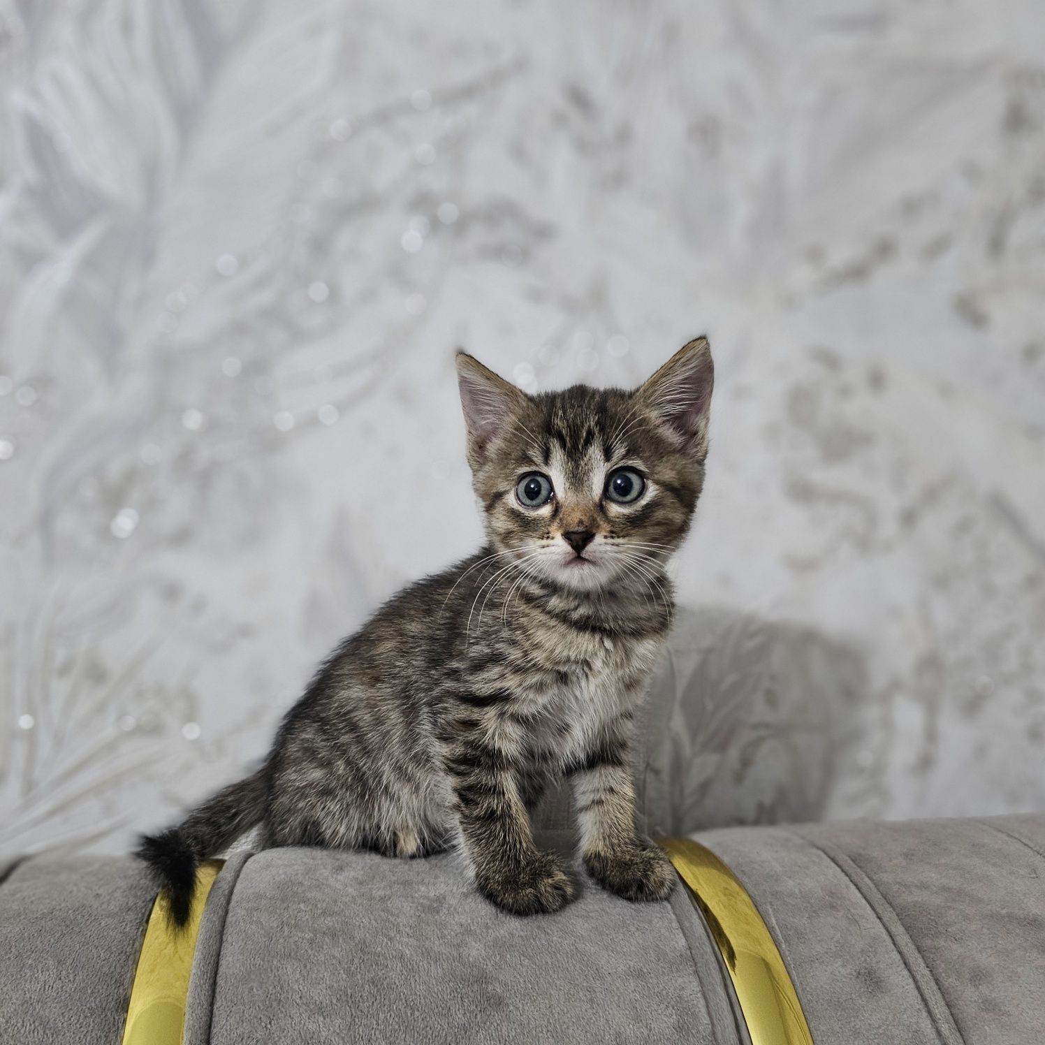 Отдам котят, котенка девочку в добрые руки