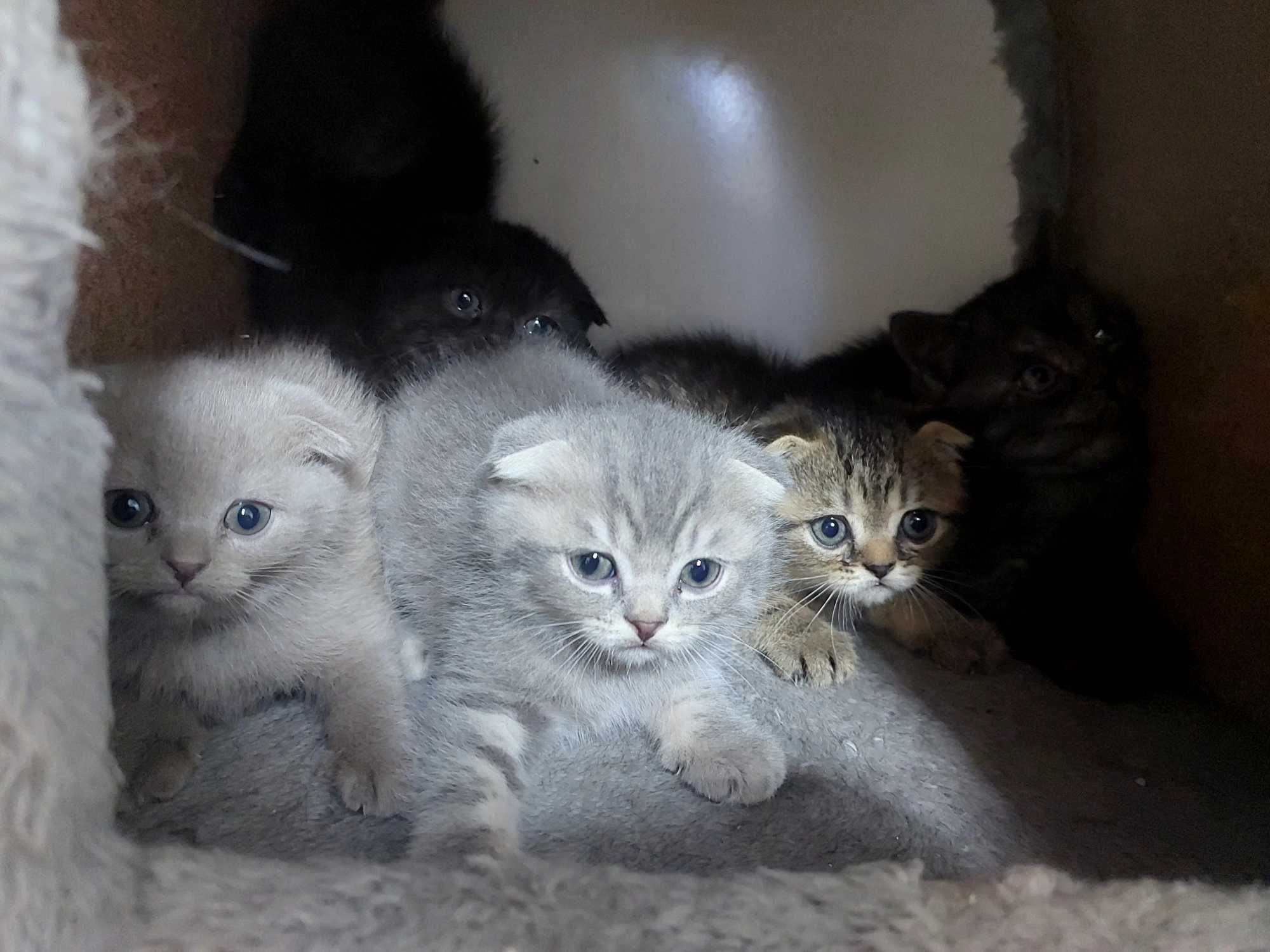 Вислоухие котятки)