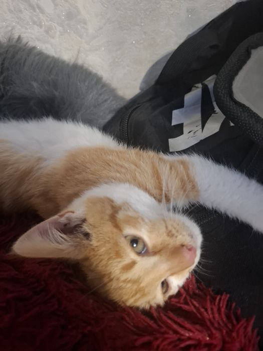 Рыжий,  ласковый