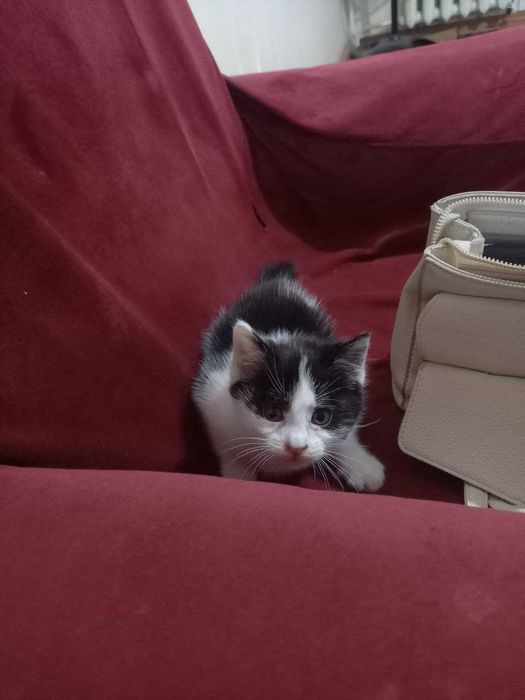 Барсик номли мушук боласи яхши инсонлара берилади