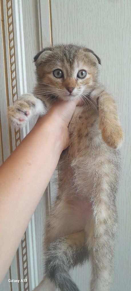 Продаётся котёнок