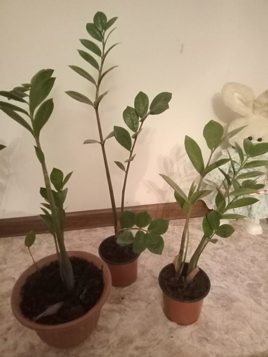 Продам замиокулькас(долларовое дерево) по 3000 тенге