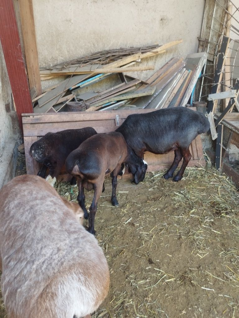 Quylar sotiladi srochna yeb ichishi zur aybi yoʻq narxi oldida kelisha