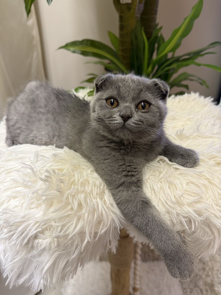 Шотландская веслоухая кошечка.