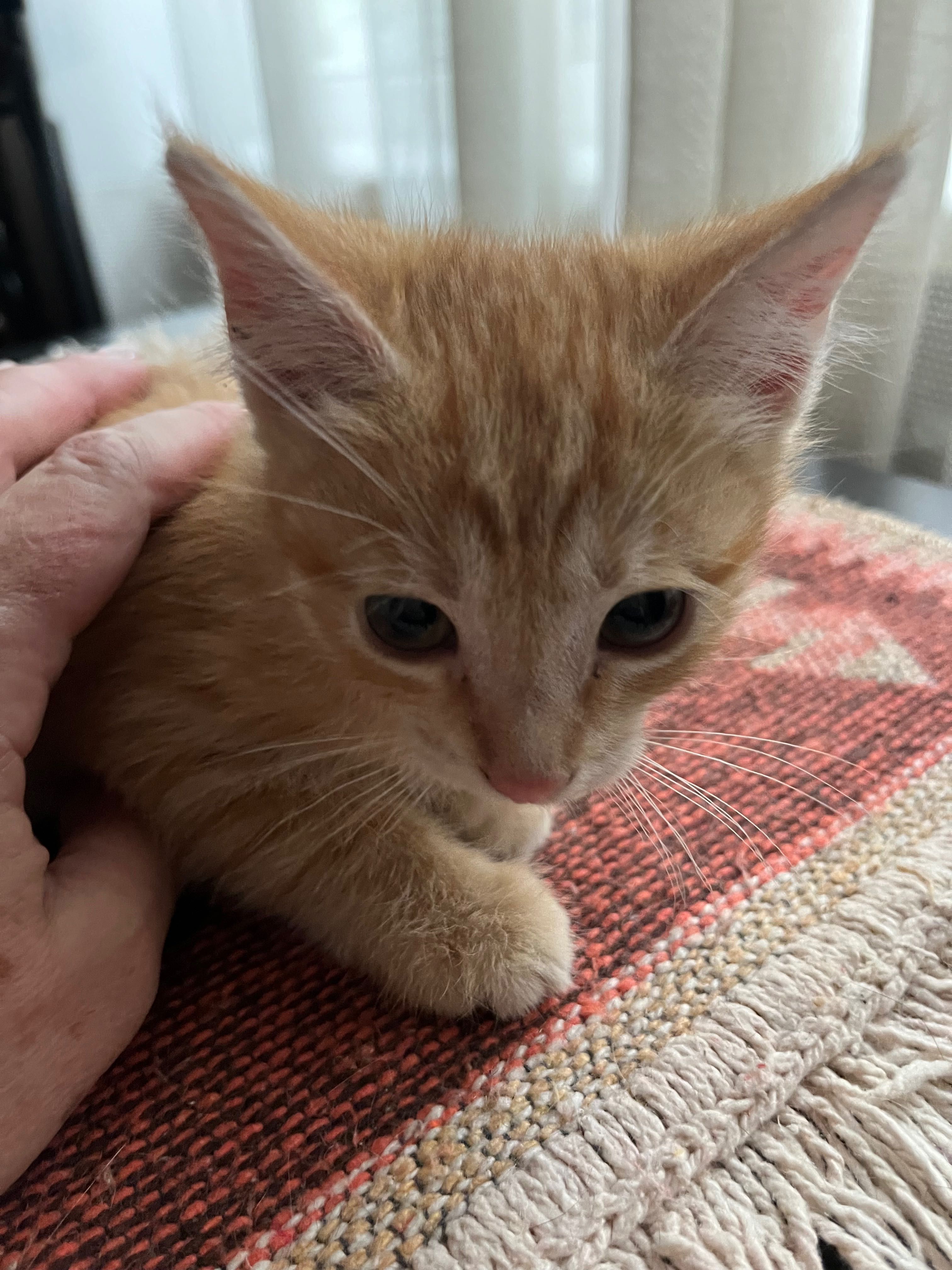 Котята цвета «золото»  (срочно)