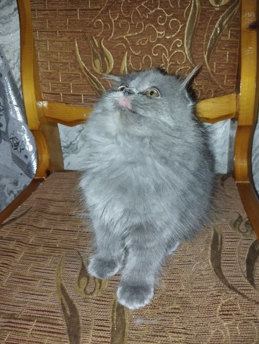 Продаются котята скоттиш страйт и фолд