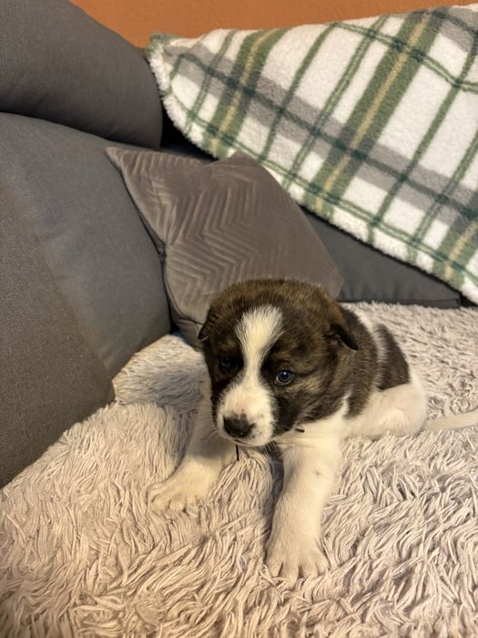 Donez catel Floresti