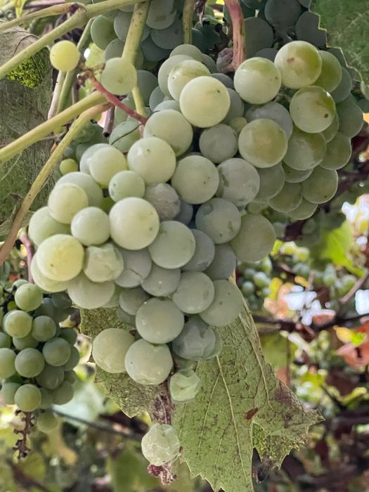 Struguri albi pentru vin