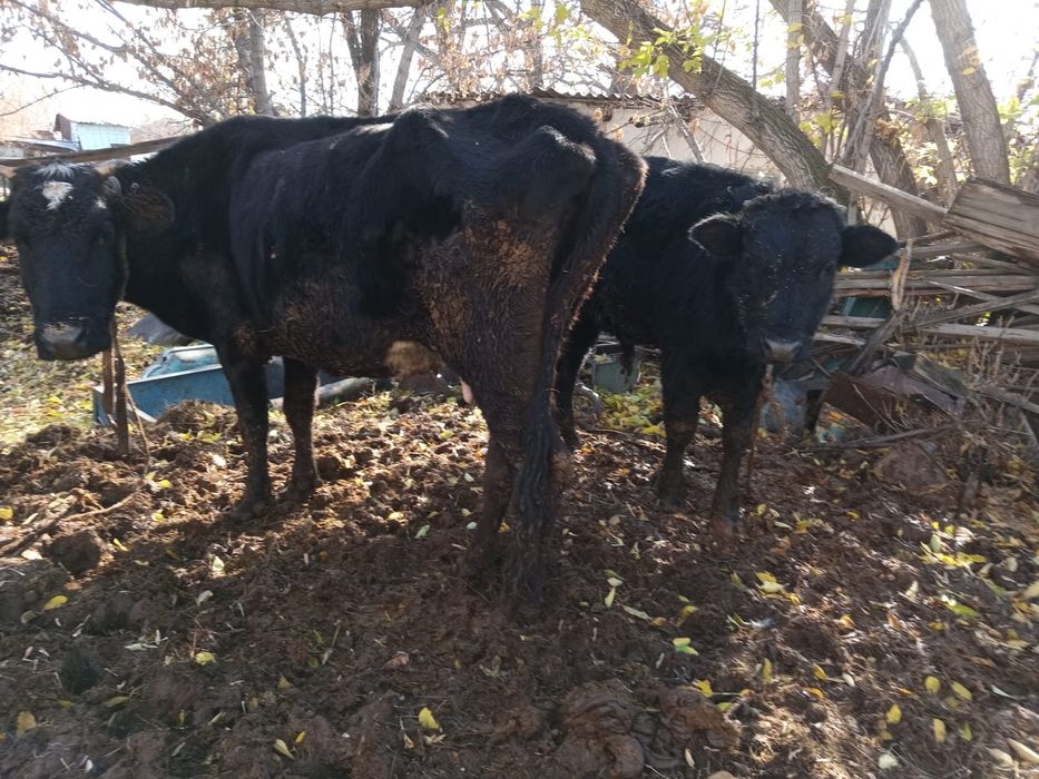 Коровы и быки,ухоженные