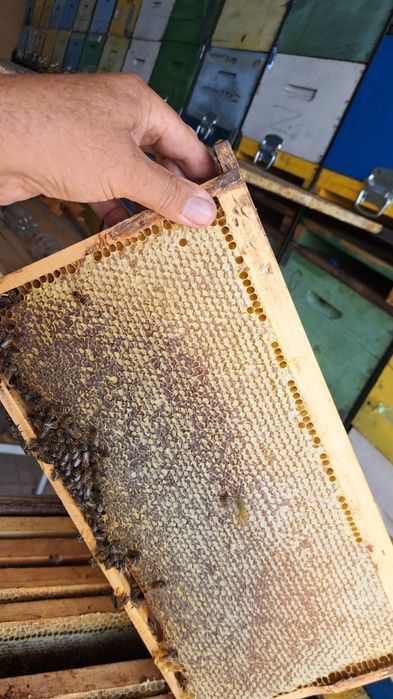 Vând familii albine