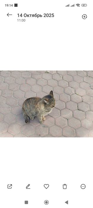 Отдам кошку в хорошие руки.