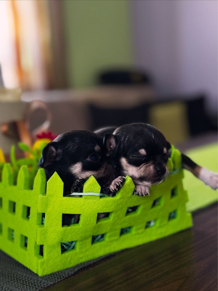 Чихуахуа чернички