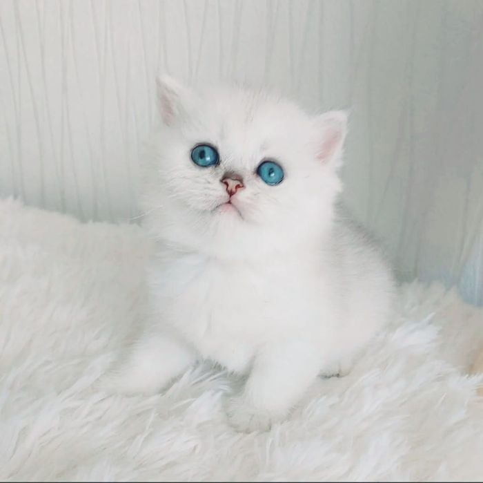 Продам котёнка британской серебристый шиншиллы