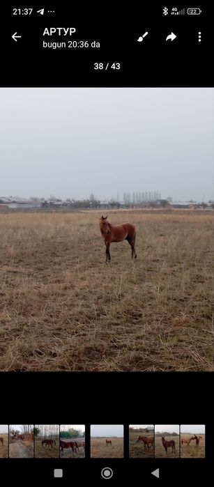 Тойлар сотилади 40 миллон ками бор