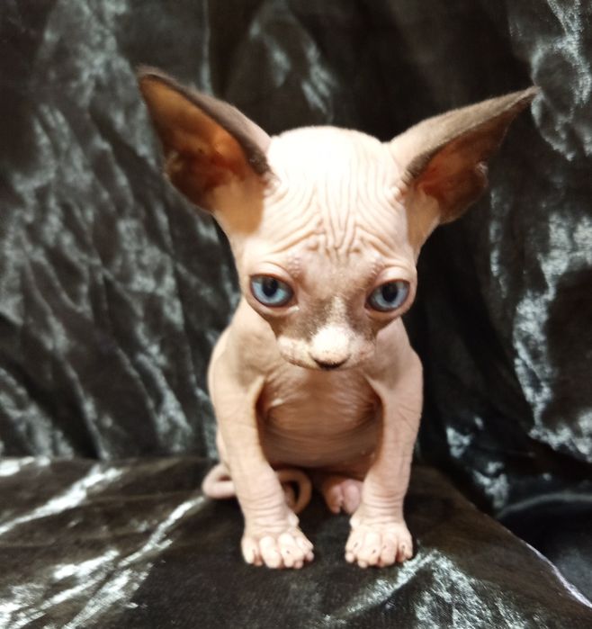 Сфинкс мальчик 1 месяц и 3 недели