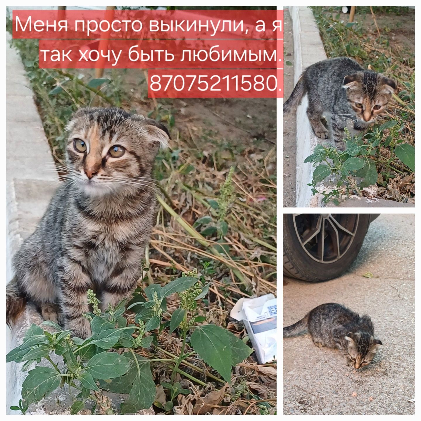 Котёнка забрали в любящую семью. Спасибо