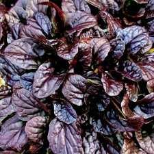 Многолетники для вашего сада