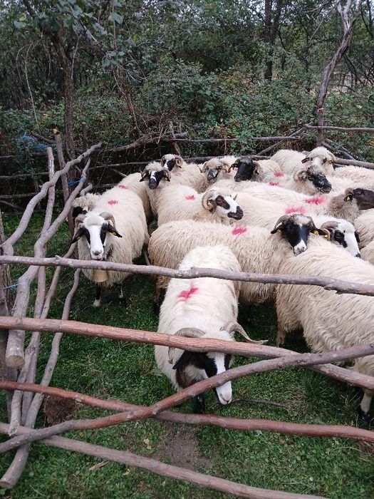 Vând 30 oi țurcane
