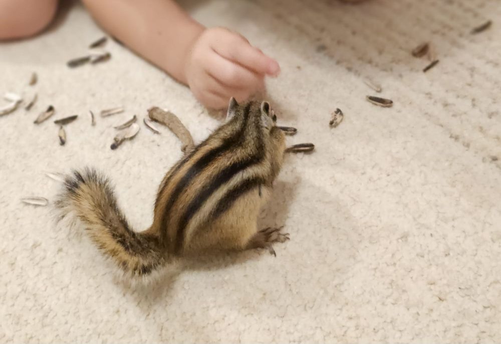 Veverita siberiana mascul