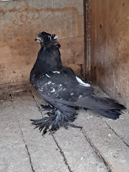 Porumbei uriaș maghiar