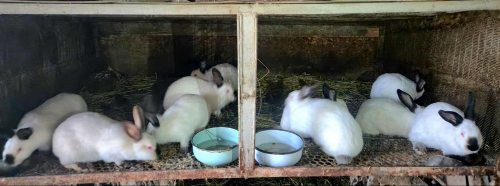 Чистокръвни калифорнийски зайци!