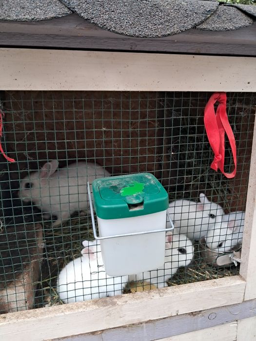 Iepurasi  Hotot pitici.