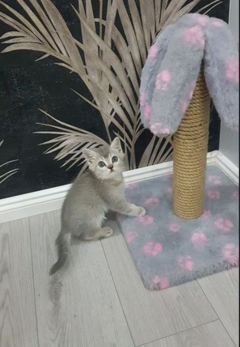 Шинншила мальчик, 1.5 мес