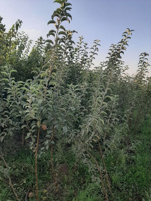 Дарахт кучатлари Сертификатланган, Карантиндан утган