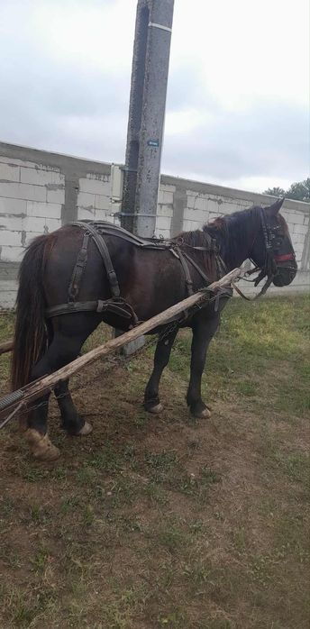 Vând armăsar de 2 ani și 7 luini