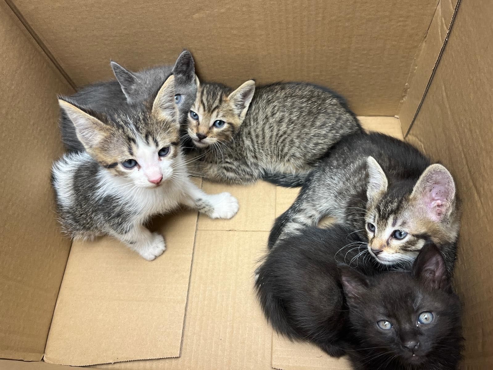 Puiuti de pisica, motanel, pisicuta de adoptat, pisicuțe de adopție