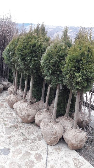 Copaci ornamentali Platan Brazi Mesteacăn Tuia smarand nr tef 7227469