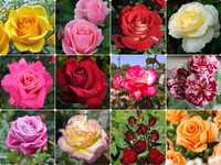 Саженцы роз оптом, розы саженцы, вьющие розы, штамбовые