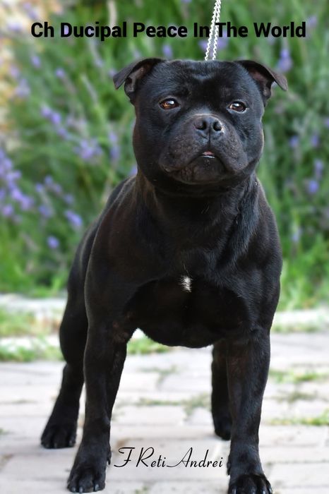Pui Staffordshire Bull Terrier