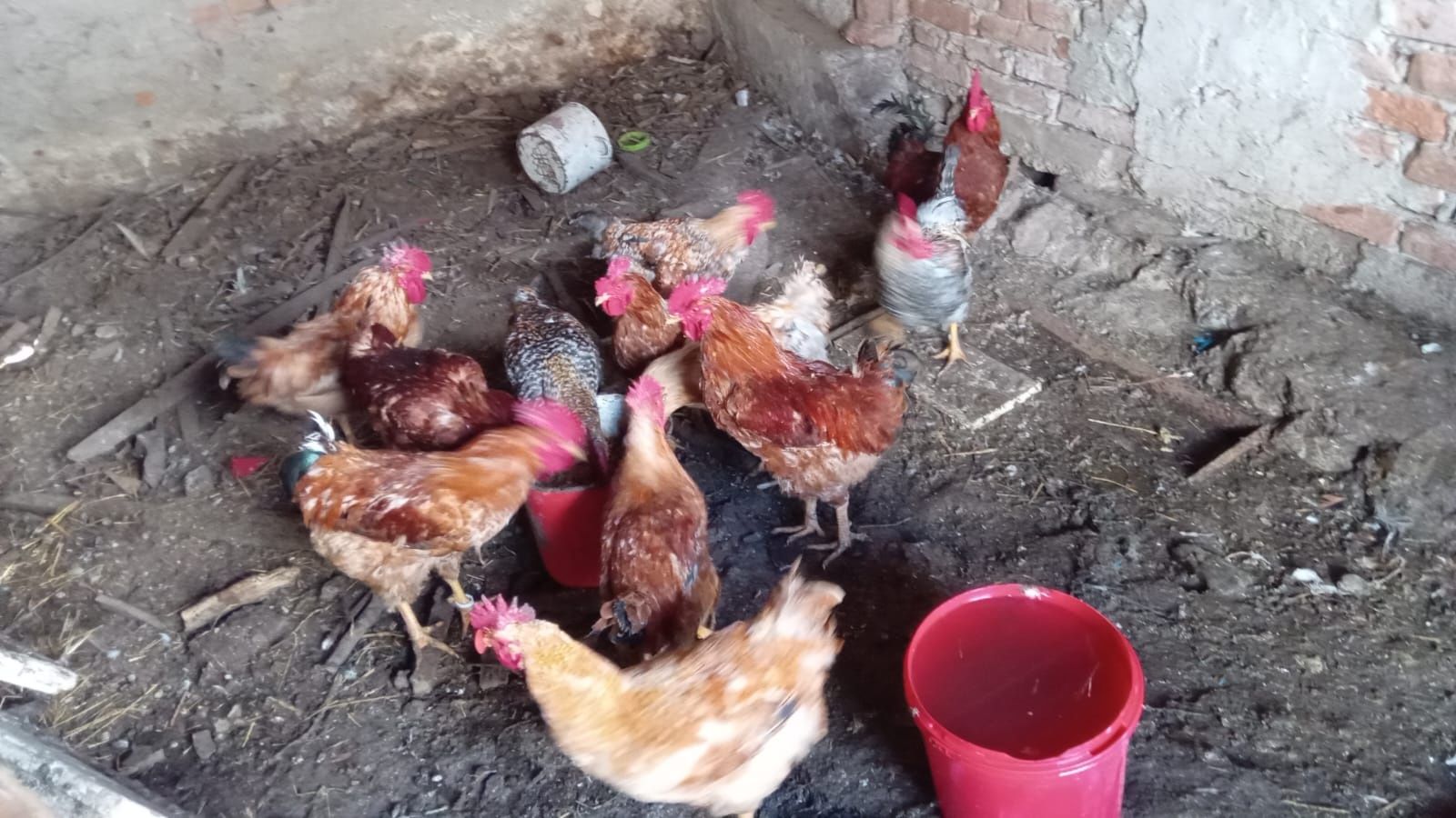 Păsări bio și de ouă urgent