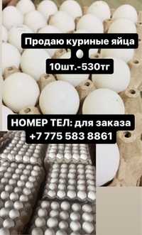 Продаю яйца