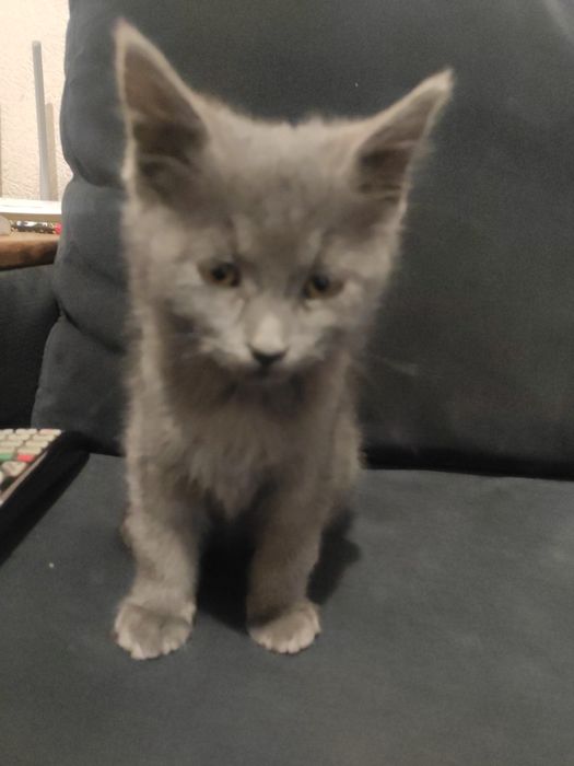 Котёнок британский