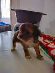 Vind Cavapoo fetita