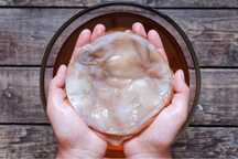 Vând Kombucha/ Ciuperca Tibetana
