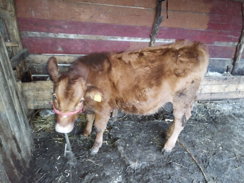 Vând  vițică de 5 luni