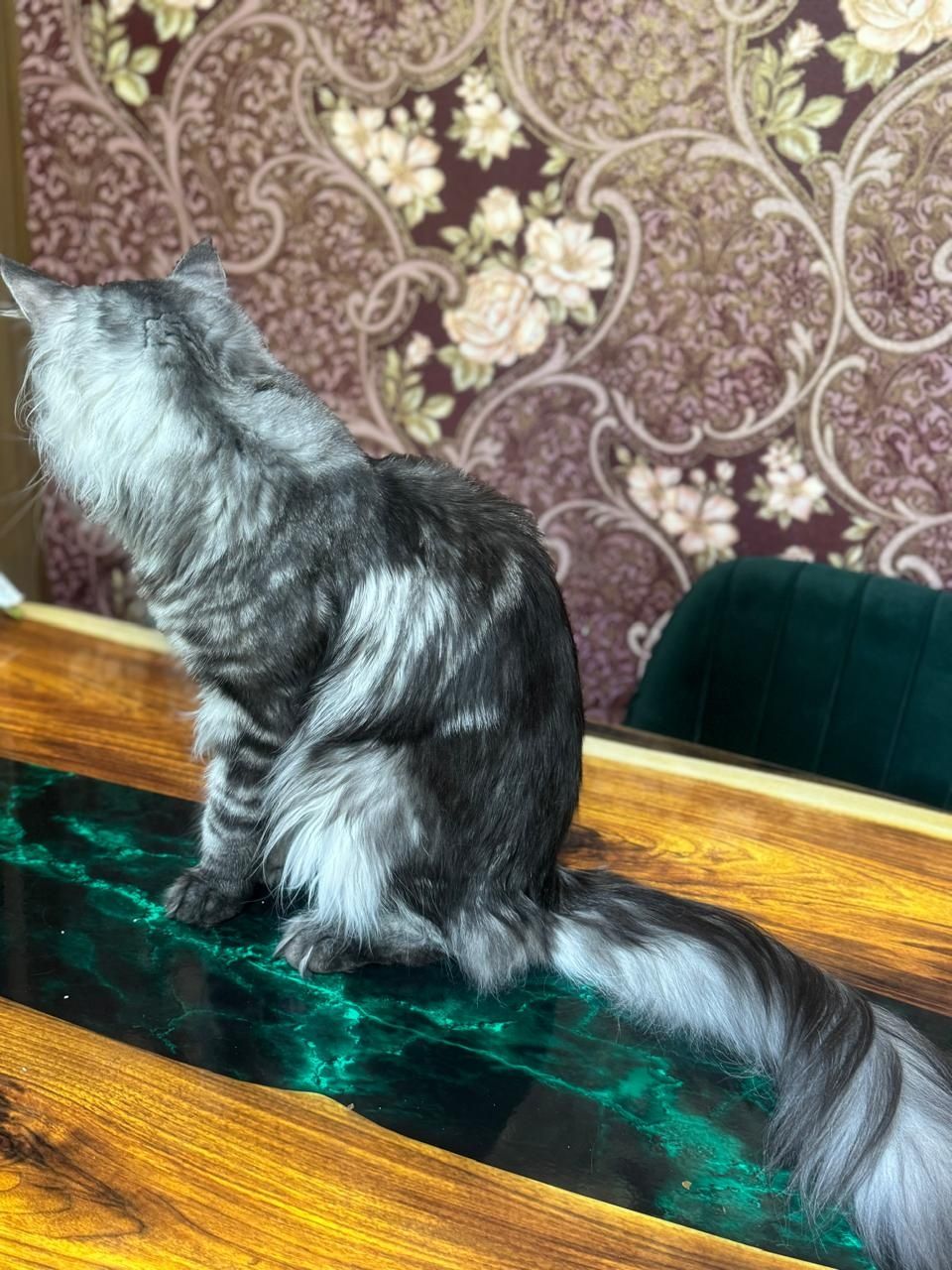 СРОЧНО Продаётся кот мейн кун