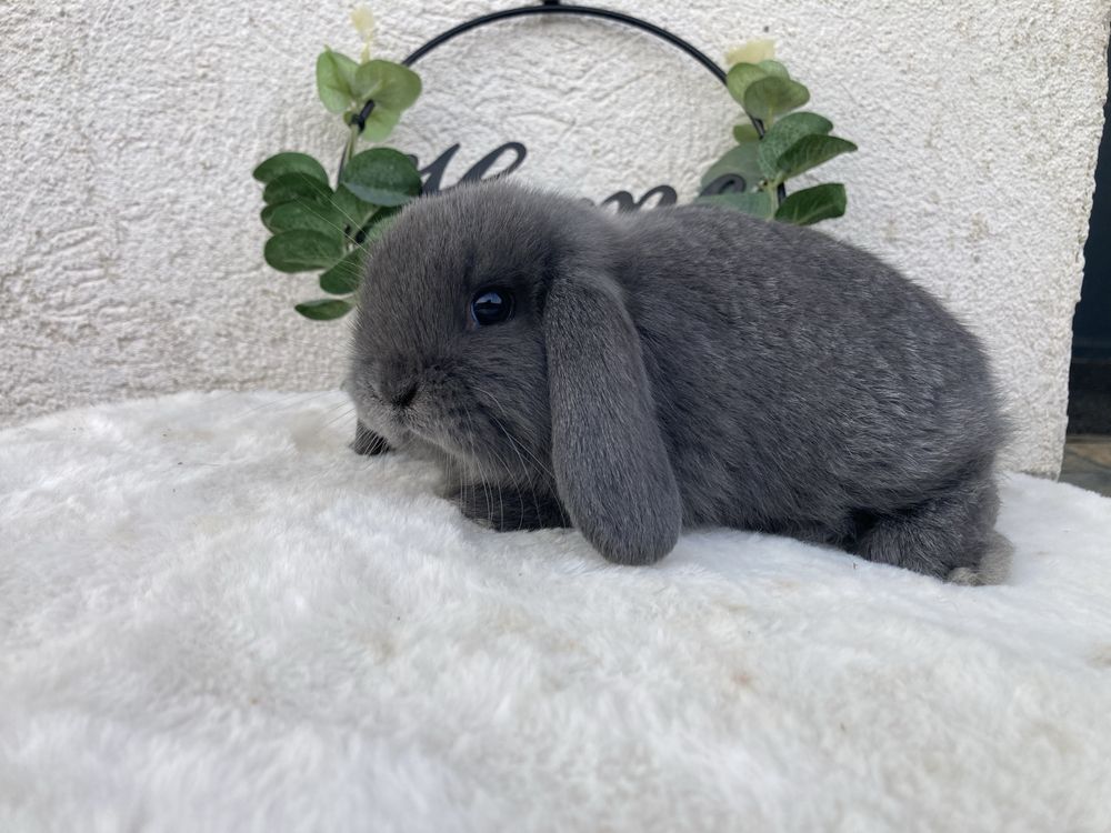 Iepuri pitici de companie berbec pitic/mini lop/holland lop