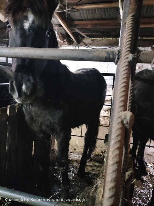 Семиз ОТК байтал сатылат  650мын