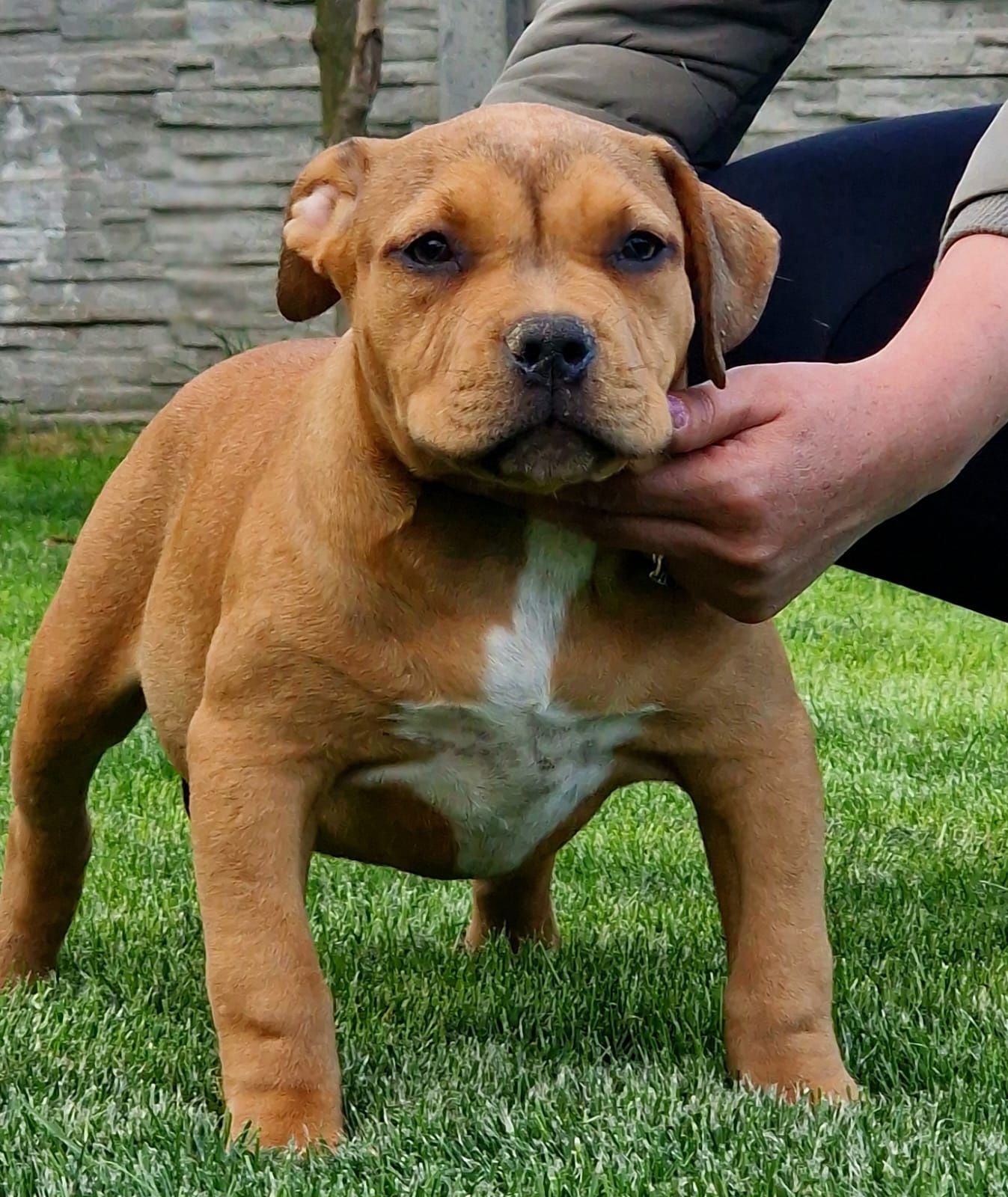 Vand femela American Bully