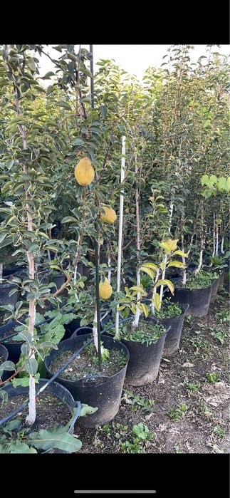 Pomi fructiferi anul 2/3/4 La ghiveci si radacina libera