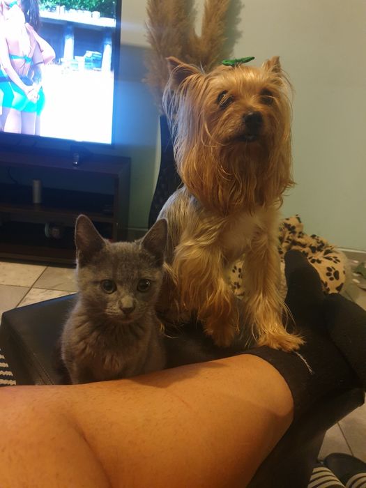 Пдарявам женско сиво коте