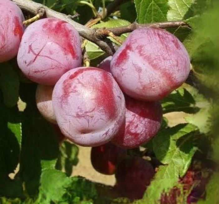 Prun (Soiul Fortune )