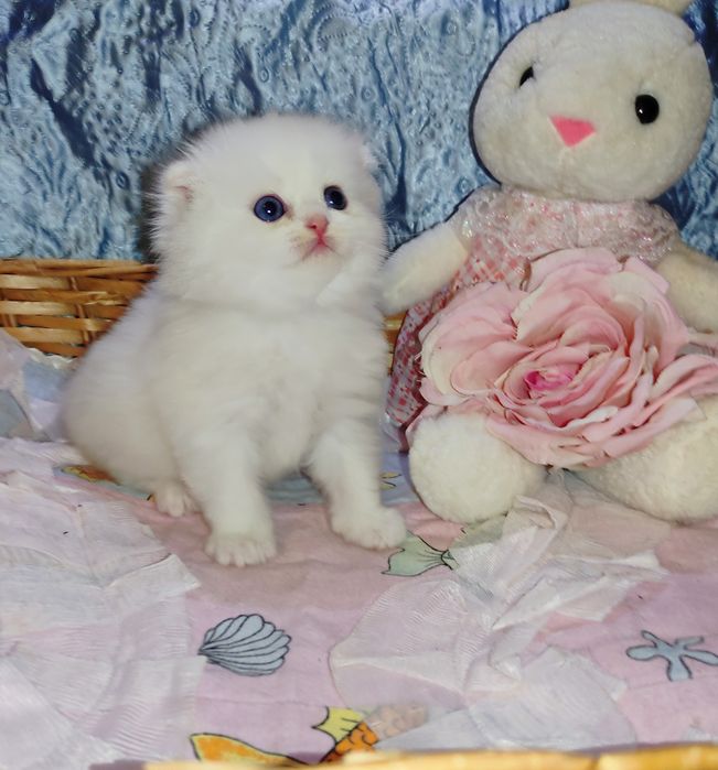 Продается шикарный белоснежный котенок мальчик