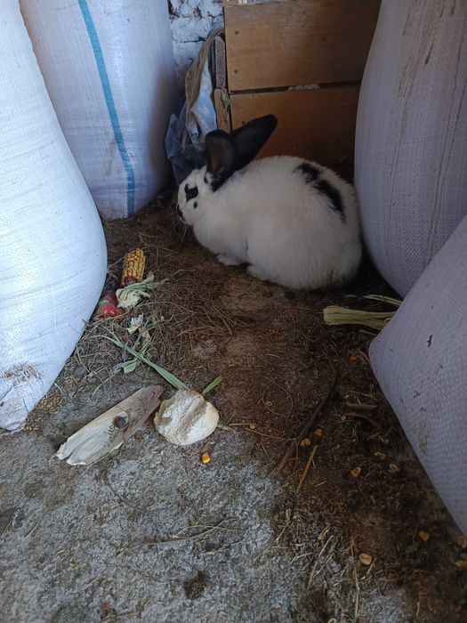 Iepuroaica Uriașul belgian